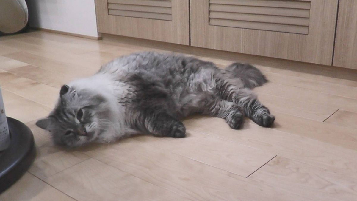 Cat that Putin gifted to Japan’s Akita Prefecture dies at age 12