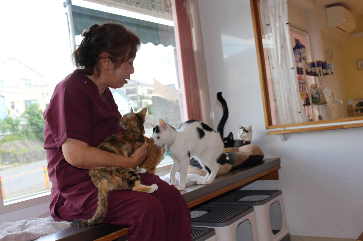 Local governments tighten rules on pet ownership as hoarding persists