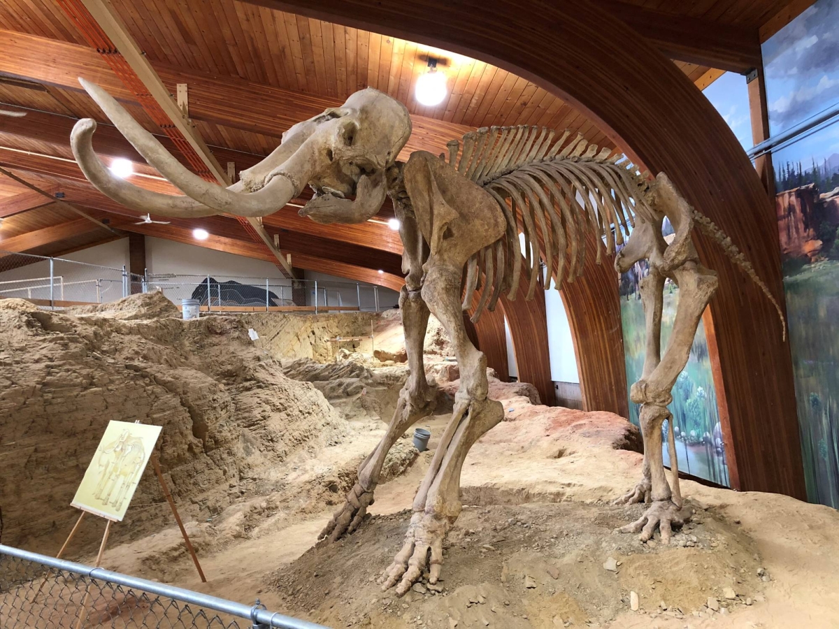 Mammoths topped the menu for North American Ice Age people