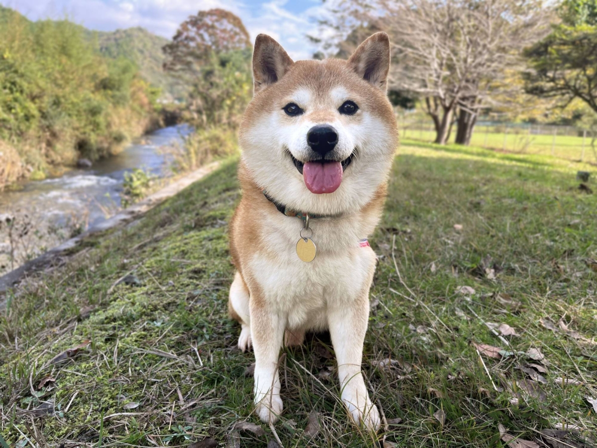 A smiley Shiba that plays nice and loves everyone