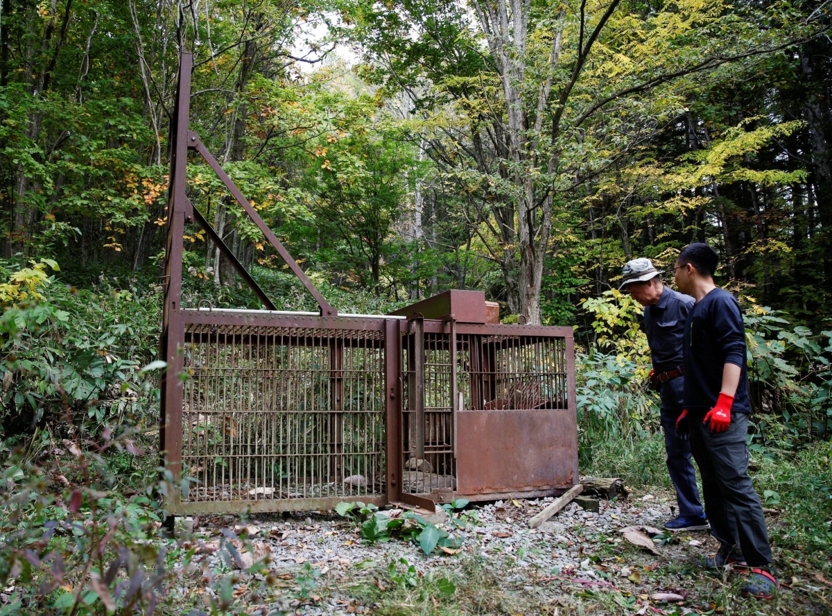 Increasing number of Japanese bears find human dwellings ‘just right’