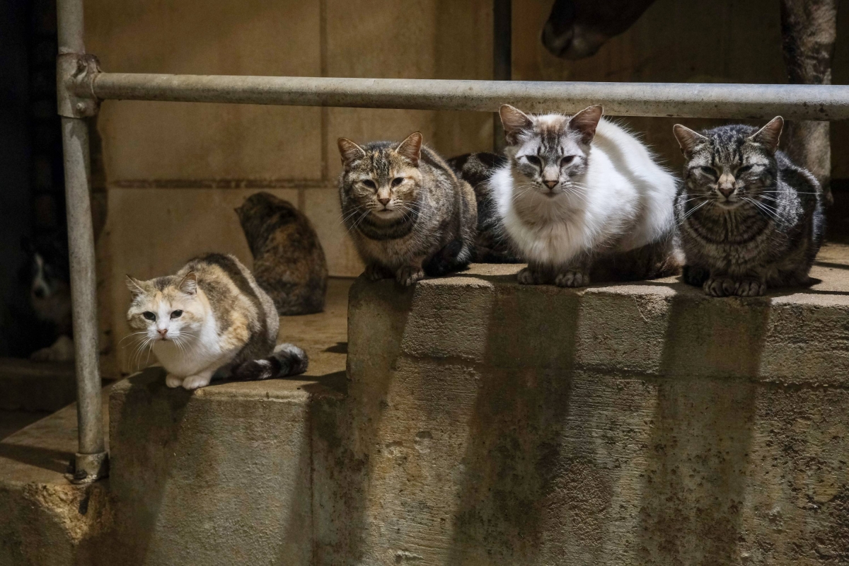 New bird flu mutation discovered in U.S. as cat infections cause alarm