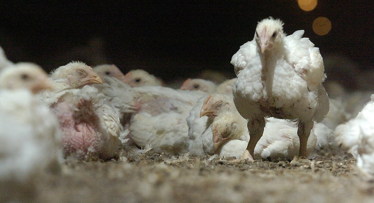 Bird flu outbreaks strike Iwate Prefecture farms