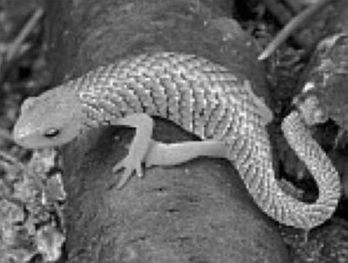 Primates’ fear of snakes may be linked to reptiles’ scales, study finds