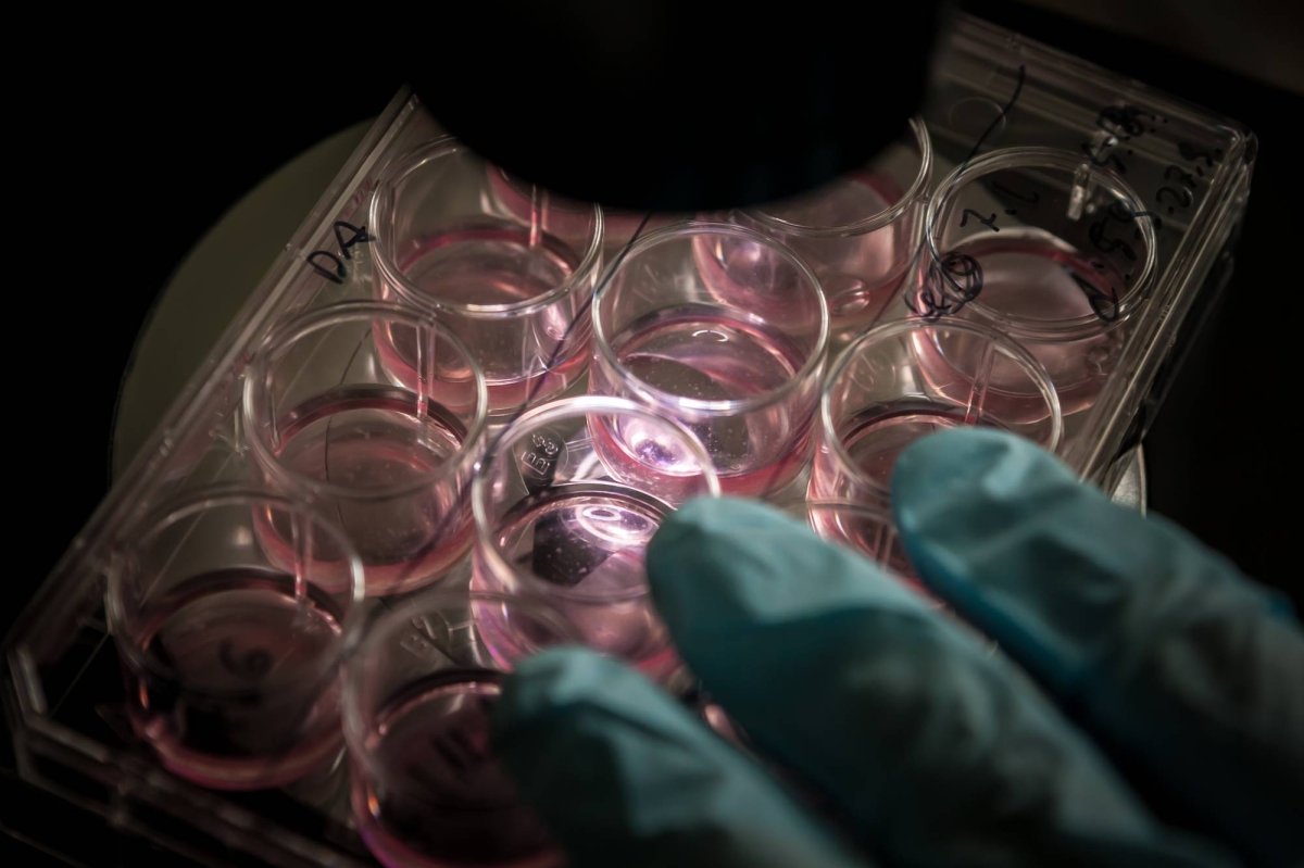 Automated iPS cell production to start in Japan in April