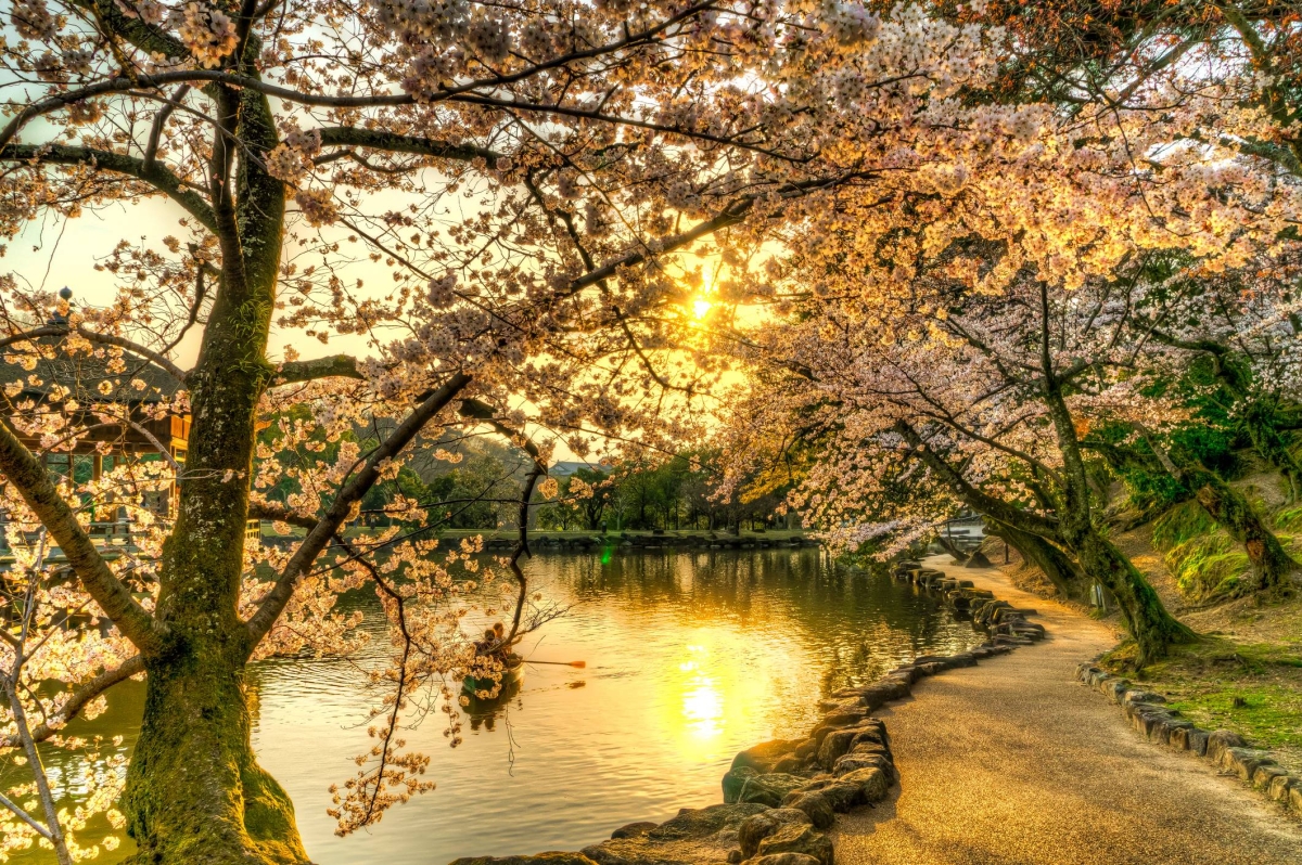 From Genji to ‘hikikomori,’ how we make peace with disappearing