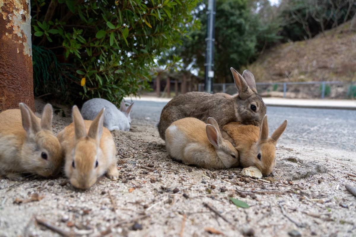 On Japan’s ‘rabbit island,’ bunnies are mysteriously dying one by one