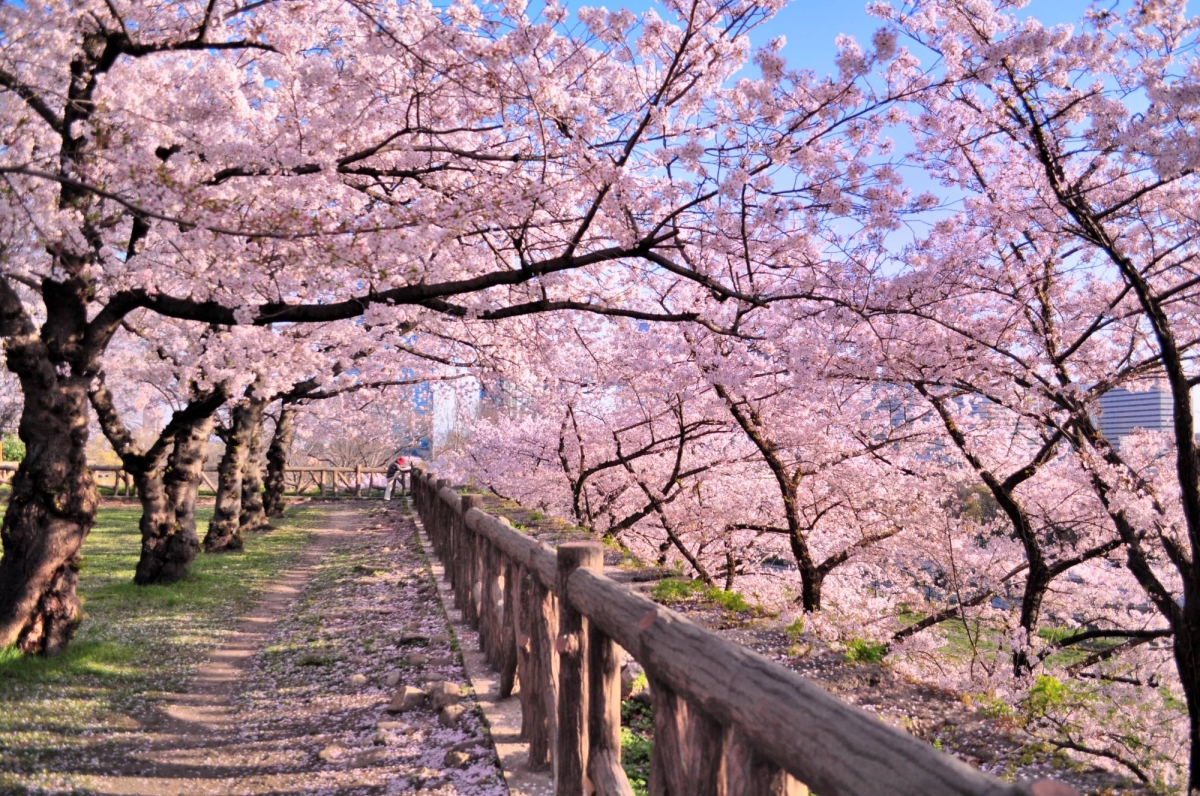 Cherry blossom season predicted to begin in Tokyo on March 21