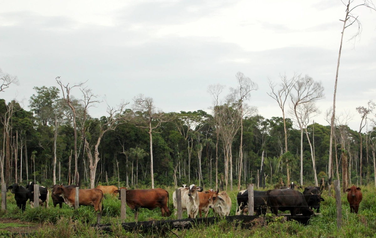Brazil’s carbon trade takes off, but agribusiness escapes scrutiny