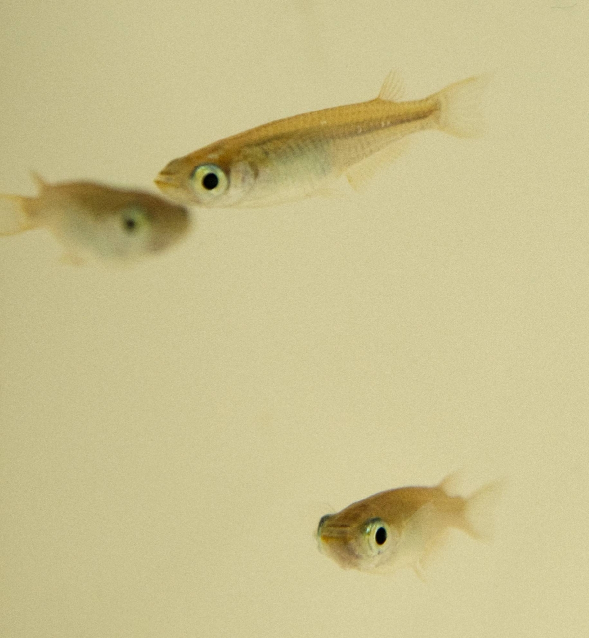 Japanese rice fish detect UV rays with pituitary gland