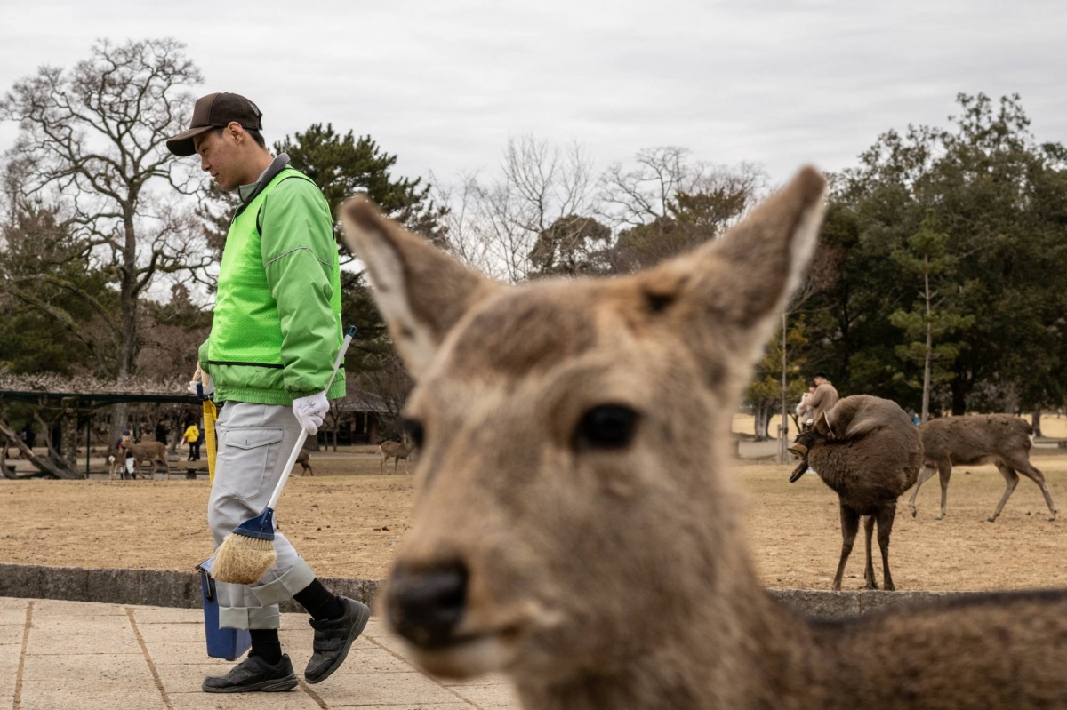 New street patrol helps Nara’s deer clean up their act