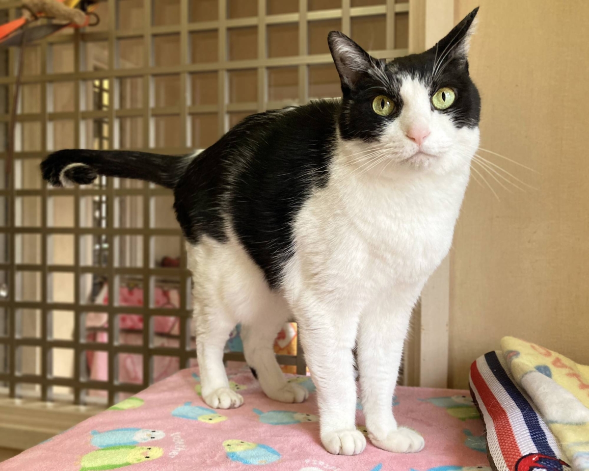 Tangelo the cat is oh so sweet