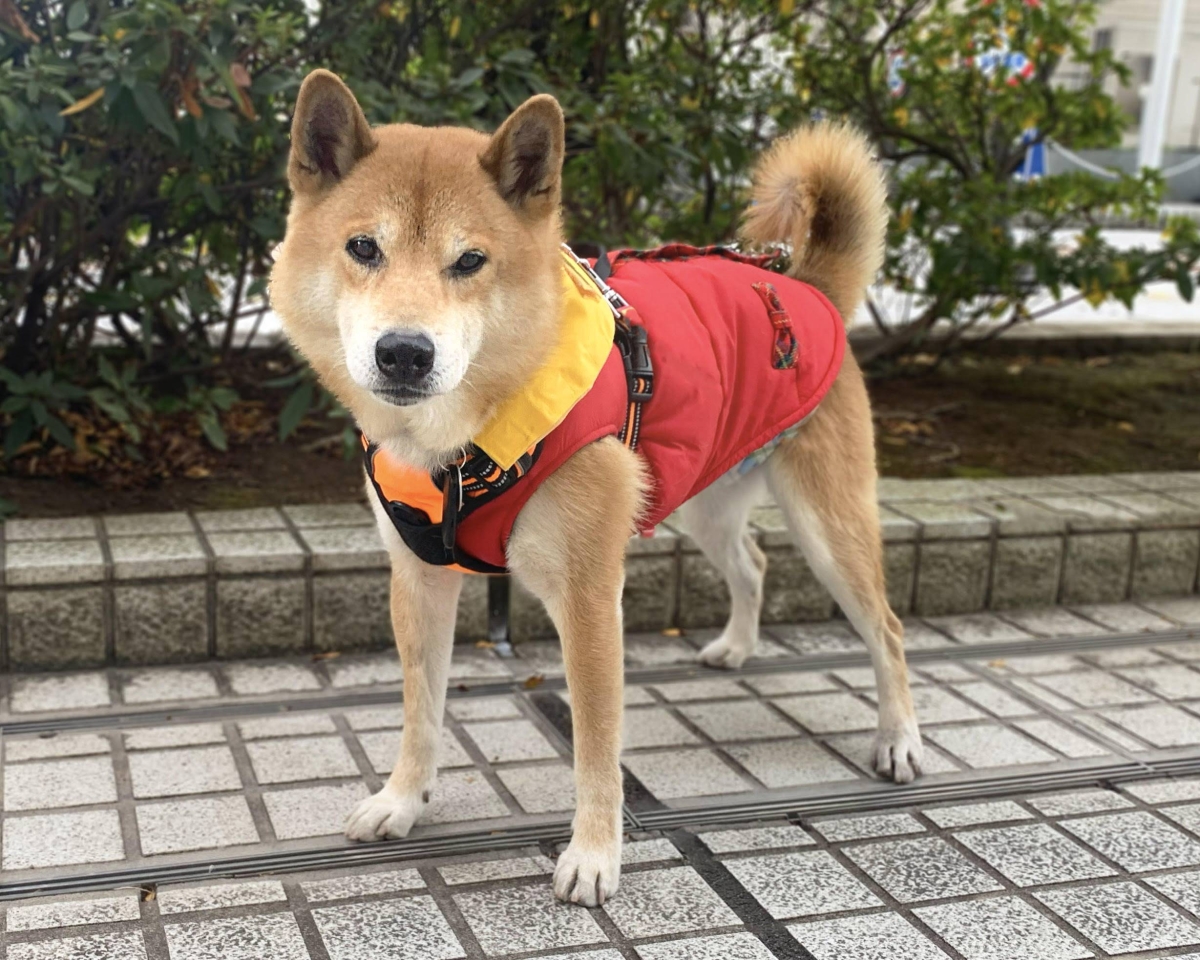 Make room for Mushroom the dog