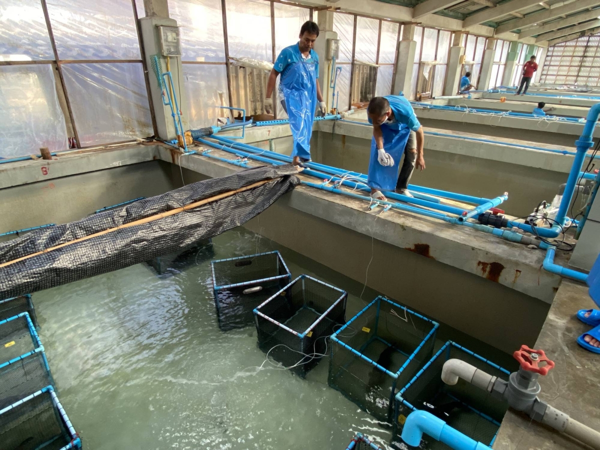 Japan looks to save seafood and seaweed farming from warming oceans