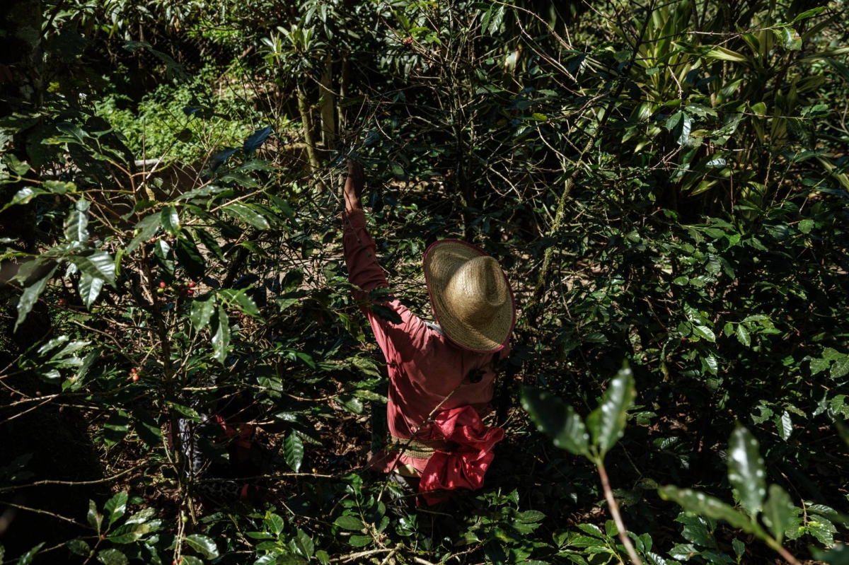 Coffee prices are at a 50-year high. Producers aren’t celebrating.