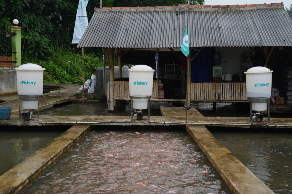 SoftBank among eFishery investors facing near wipeout