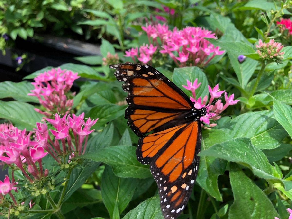 Butterfly populations plummet by 22% in U.S. since turn of century